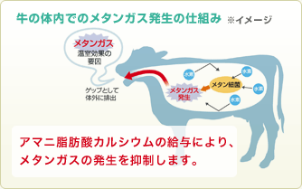 牛の体内でのメタンガス発生の仕組み※イメージ